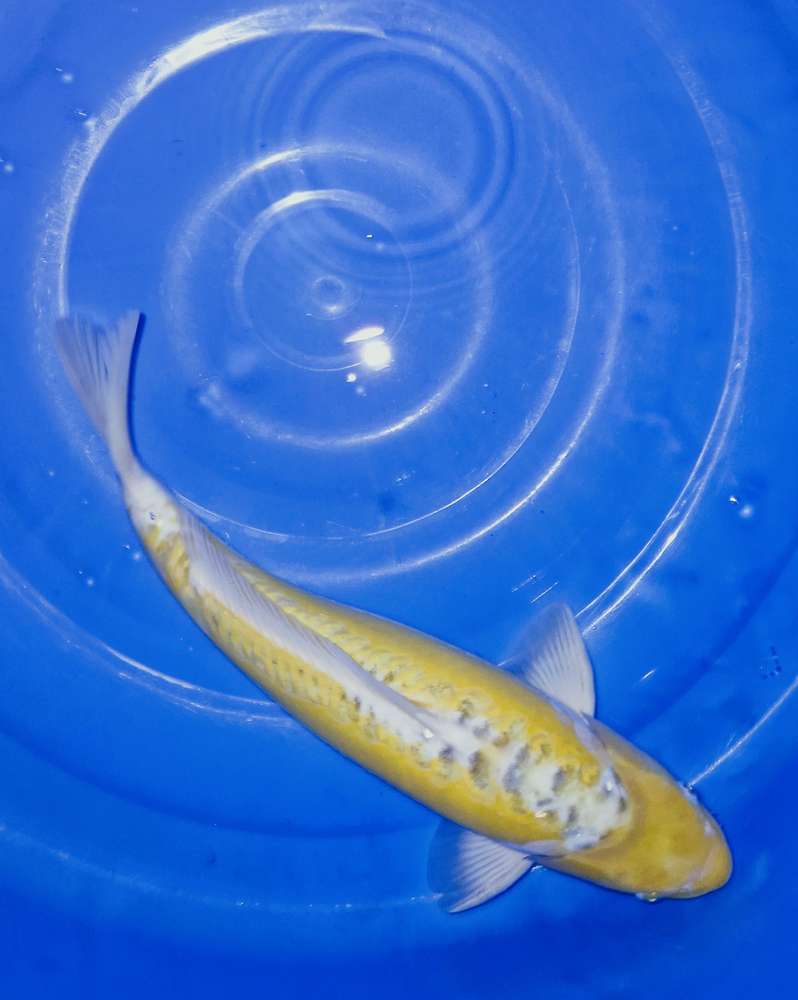 Ki Shusui 41 cm Ki Shusui 41 cm
